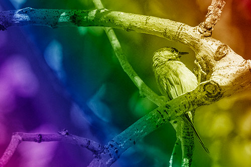Mountain Chicadee Clamps Onto Bending Tree Branch (Rainbow Shade)