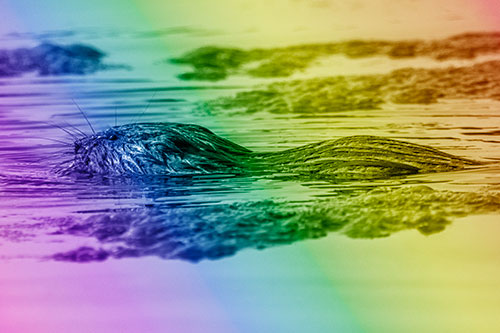 Muskrat Swimming Among Floating Algae (Rainbow Shade)
