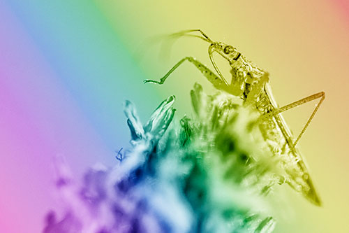 Nabis Lineatus Crawling Atop Plantago (Rainbow Shade)