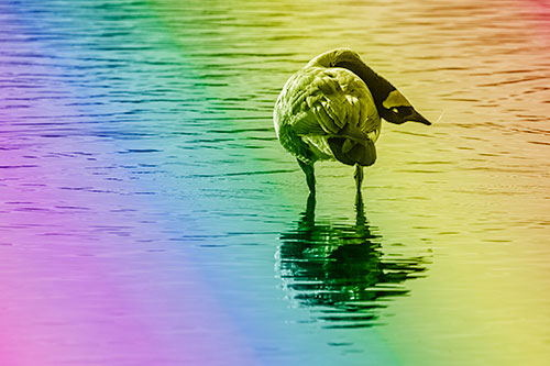 Neck Contorting Canadian Goose Grooming Among Shallow Water (Rainbow Shade)