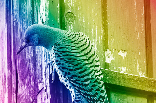 Northern Flicker Woodpecker Peeking Around Birdhouse (Rainbow Shade Photo)
