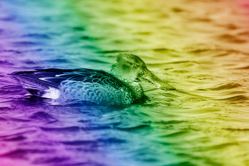 Northern Shoveler Duck Enjoying Lake Swim (Rainbow Shade Photo)