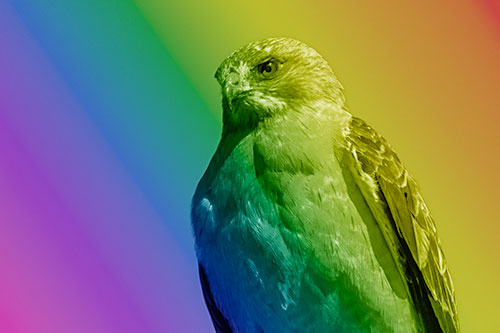 Observant Rough Legged Hawk Watching Intensely (Rainbow Shade)