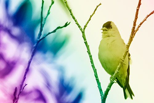 Open Mouthed American Goldfinch Standing On Tree Branch (Rainbow Shade Photo)