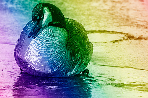 Open Mouthed Goose Laying Atop Ice Frozen River (Rainbow Shade Photo)