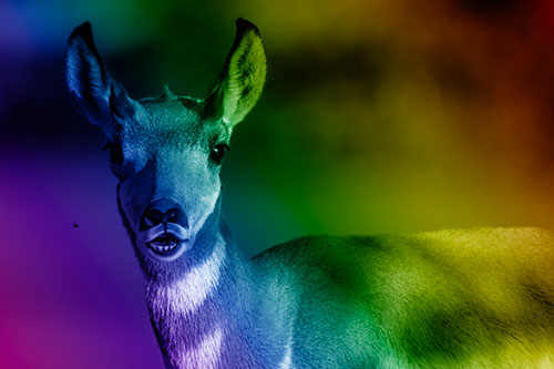 Open Mouthed Pronghorn Gazes In Shock (Rainbow Shade)