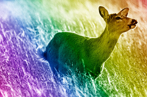 Open Mouthed White Tailed Deer Among Wheatgrass (Rainbow Shade Photo)
