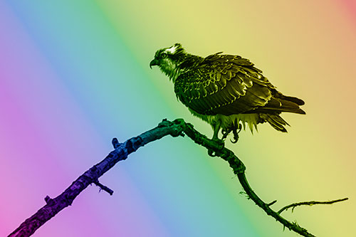 Osprey Hawk Balancing Among Bending Tree Branch (Rainbow Shade)