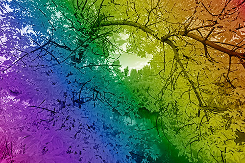 Overlooking River Through Bending Leaf Covered Autumn Tree Branch (Rainbow Shade)