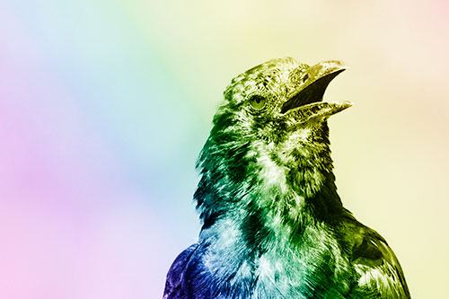 Panting Open Mouthed Crow Cooling Down Among Heat (Rainbow Shade)