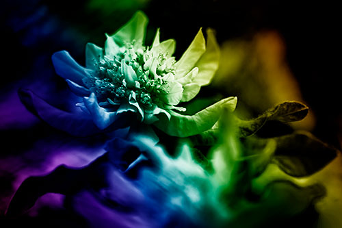Peony Flower In Motion (Rainbow Shade Photo)