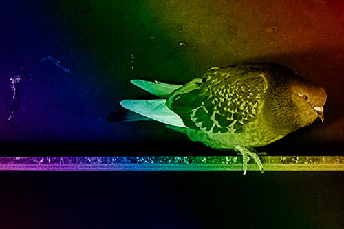 Pigeon Crouching On Steel Beam (Rainbow Shade Photo)