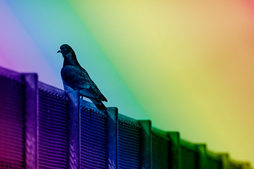 Pigeon Standing Atop Steel Guardrail (Rainbow Shade Photo)