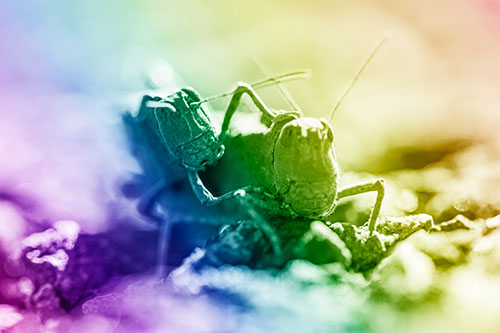 Piggybacking Grasshopper Goes For Ride (Rainbow Shade Photo)