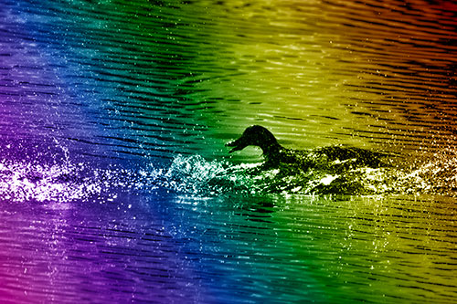 Playful Mallard Duck Gets Splashed Among Lake Horizon (Rainbow Shade)