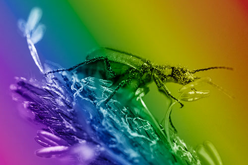 Pollen Covered Scarlet Malachite Beetle Hugging Flower Stem (Rainbow Shade)