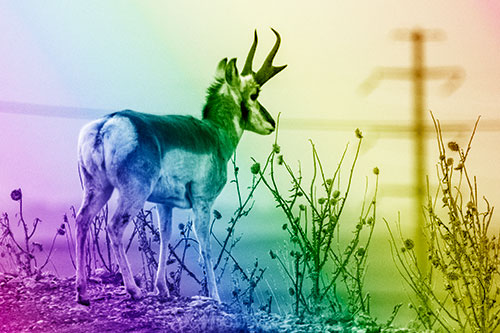 Pronghorn Gazes Powerlines Beyond Spiky Thistles (Rainbow Shade Photo)