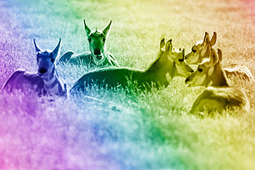 Pronghorn Herd Rest Among Grass (Rainbow Shade Photo)