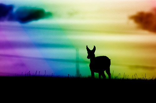 Pronghorn Silhouette Watches Sunset Atop Grassy Hill (Rainbow Shade Photo)