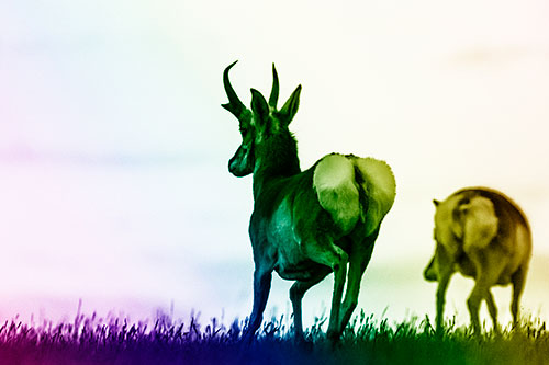 Pronghorns Begin Sprinting Towards Herd (Rainbow Shade Photo)