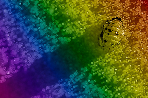 Pupa Convergent Lady Beetle Casts Shadow Among Sparkles (Rainbow Shade Photo)