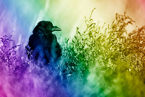 Raven Glancing Sideways Among Plants (Rainbow Shade Photo)