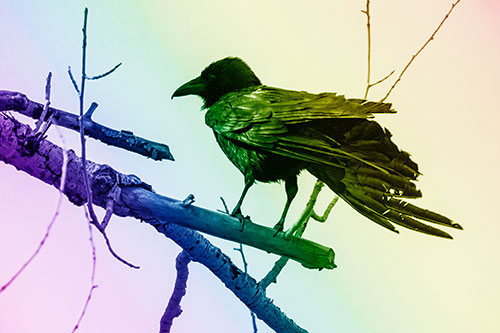 Raven Grips Onto Broken Tree Branch (Rainbow Shade Photo)