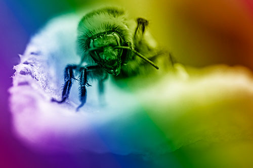 Red Belted Bumble Bee Crawling Flower Petal Edge (Rainbow Shade)