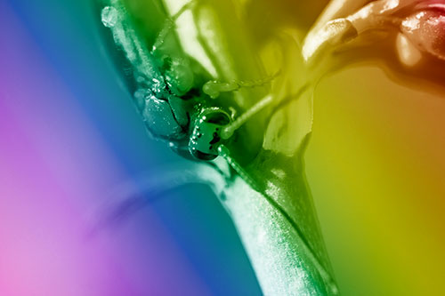 Red Wasp Crawling Down Flower Stem (Rainbow Shade)