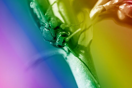 Red Wasp Crawling Down Flower Stem (Rainbow Shade Photo)