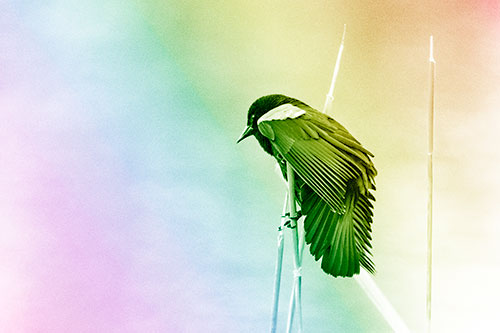 Red Winged Blackbird Clasping Onto Sticks (Rainbow Shade Photo)