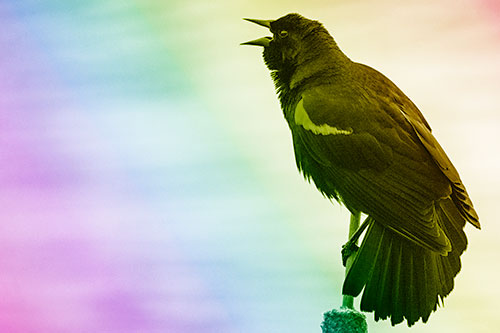 Red Winged Blackbird Singing Atop Cattail Branch (Rainbow Shade)