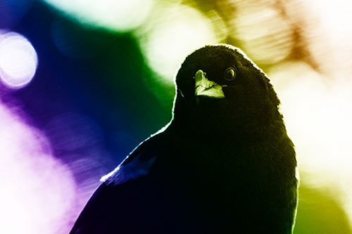 Red Winged Blackbird Tilting Head Among Sunlight (Rainbow Shade Photo)