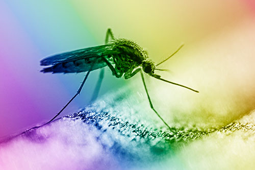 Resting Mosquito Awaits Warmth Among Sunlight (Rainbow Shade)