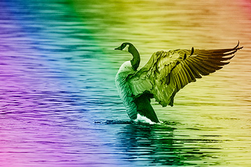 Rising Canadian Goose Spreading Wings Among Lake Top (Rainbow Shade)