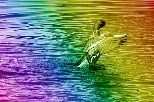 Rising Mallard Duck Flapping Wings Among Rippling Water (Rainbow Shade)