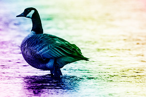 River Walking Canadian Goose (Rainbow Shade Photo)