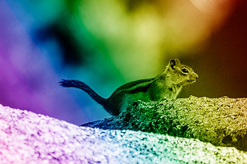 Rock Climbing Squirrel Reaches Shaded Area (Rainbow Shade Photo)