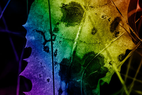 Rot Screaming Leaf Face Among Grass Blades (Rainbow Shade)
