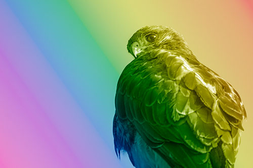 Rough Legged Hawk Glancing Backwards (Rainbow Shade Photo)