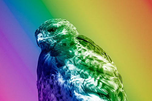 Rough Legged Hawk Keeping An Eye Out (Rainbow Shade Photo)