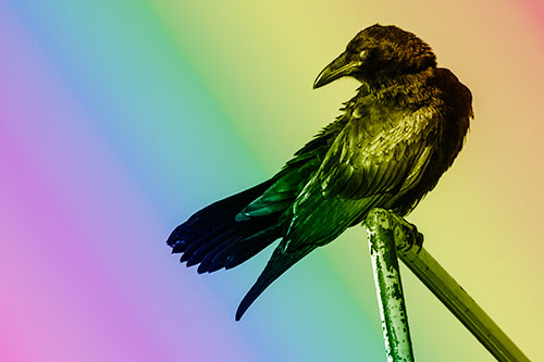 Rusted Rail Raven Keeping Watch (Rainbow Shade)