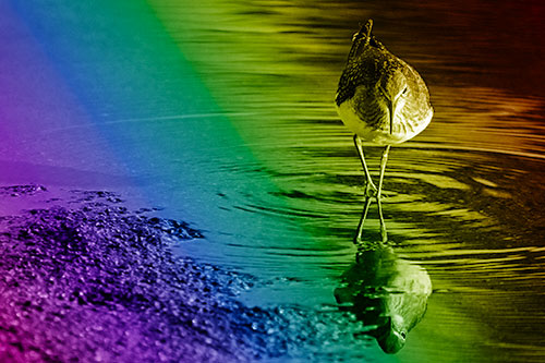 Sandpiper Watching Water Rippling Among Shoreline (Rainbow Shade)