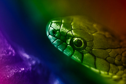 Scared Garter Snake Makes Appearance (Rainbow Shade Photo)
