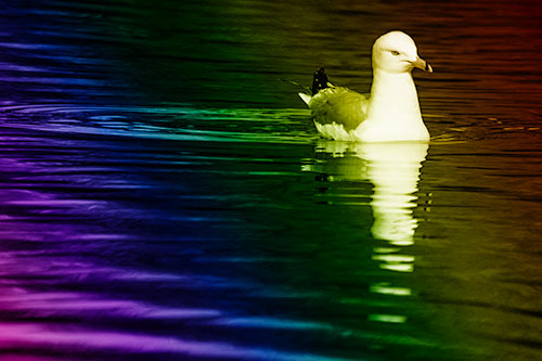 Seagull Floating Among Illuminated Rippling Water (Rainbow Shade)