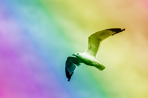 Seagull Flying Among Cloudy Overcast Sky (Rainbow Shade)