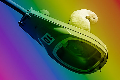 Seagull Grooming Self Atop Street Light Pole (Rainbow Shade)