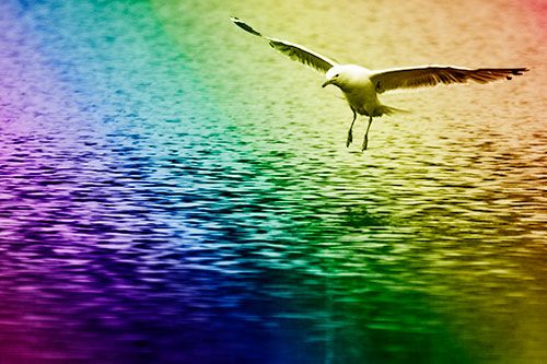 Seagull Landing On Lake Water (Rainbow Shade Photo)