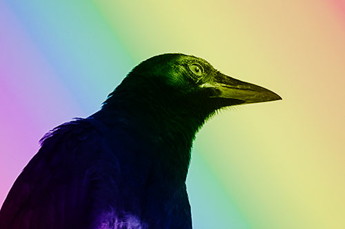 Shaded Crow Gazing Towards Sunlight (Rainbow Shade Photo)