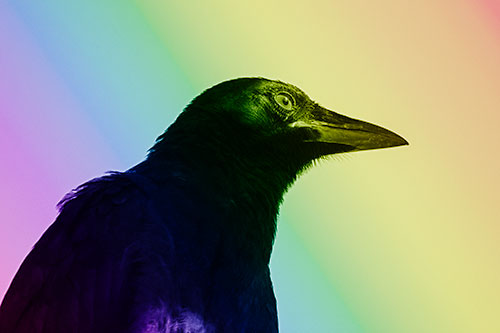 Shaded Crow Gazing Towards Sunlight (Rainbow Shade)